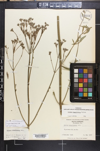 Verbena brasiliensis image