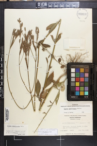 Verbena brasiliensis image