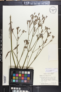 Verbena brasiliensis image