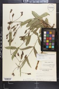 Verbena rigida image