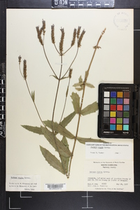 Verbena rigida image