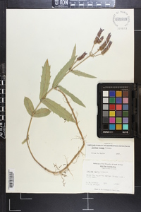 Verbena rigida image