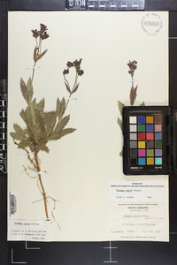 Verbena rigida image