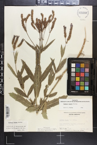 Verbena rigida image