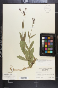 Verbena rigida image