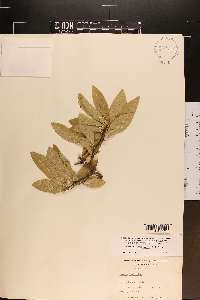 Sideroxylon lycioides image