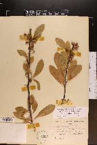 Sideroxylon lycioides image