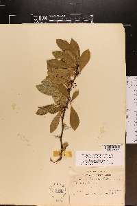 Sideroxylon lycioides image