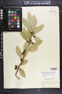 Sideroxylon lycioides image