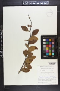 Sideroxylon lanuginosum subsp. lanuginosum image