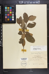 Sideroxylon lanuginosum subsp. lanuginosum image