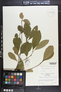 Sideroxylon lanuginosum subsp. lanuginosum image