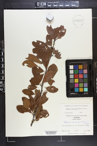 Sideroxylon lanuginosum subsp. lanuginosum image