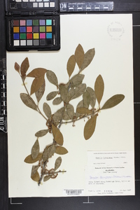 Sideroxylon lanuginosum image