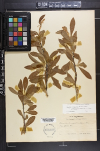 Bumelia oblongifolia image