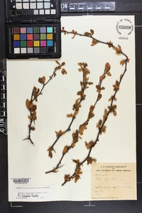 Sideroxylon lanuginosum subsp. lanuginosum image