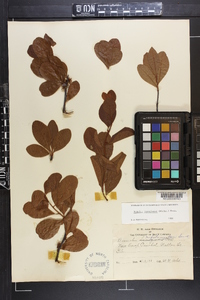 Sideroxylon lanuginosum subsp. lanuginosum image