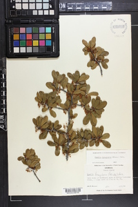 Sideroxylon lanuginosum subsp. lanuginosum image