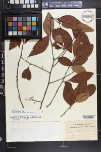 Sideroxylon lanuginosum subsp. lanuginosum image