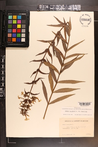 Phlox maculata image