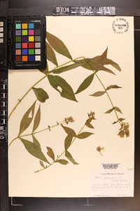 Phlox paniculata image