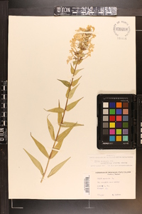 Phlox maculata subsp. pyramidalis image