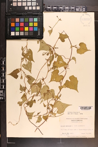 Ipomoea lacunosa image