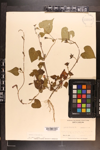 Ipomoea lacunosa image