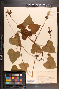 Ipomoea pandurata image