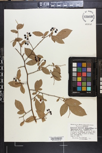 Vaccinium vacillans image