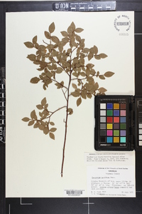 Vaccinium vacillans image