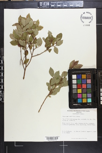 Vaccinium vacillans image