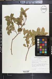 Vaccinium vacillans image