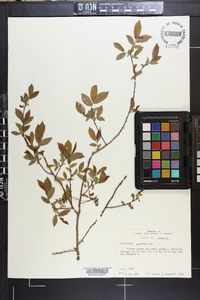 Vaccinium vacillans image