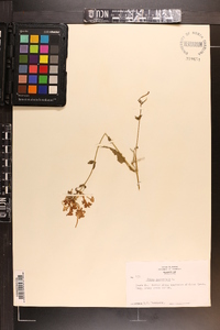 Phlox paniculata image