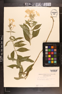 Phlox paniculata image