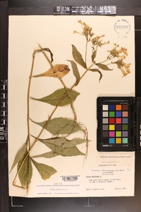 Phlox paniculata image