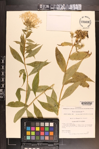 Phlox paniculata image