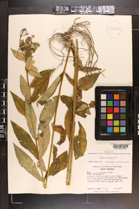 Phlox paniculata image