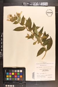 Phlox paniculata image