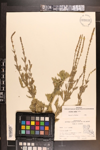 Verbena xutha image