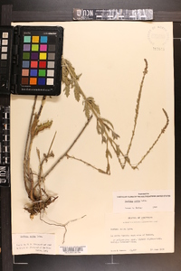 Verbena xutha image