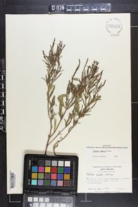 Verbena simplex image