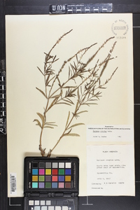 Verbena simplex image