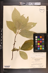 Symplocos tinctoria image