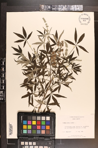 Vitex agnus-castus image