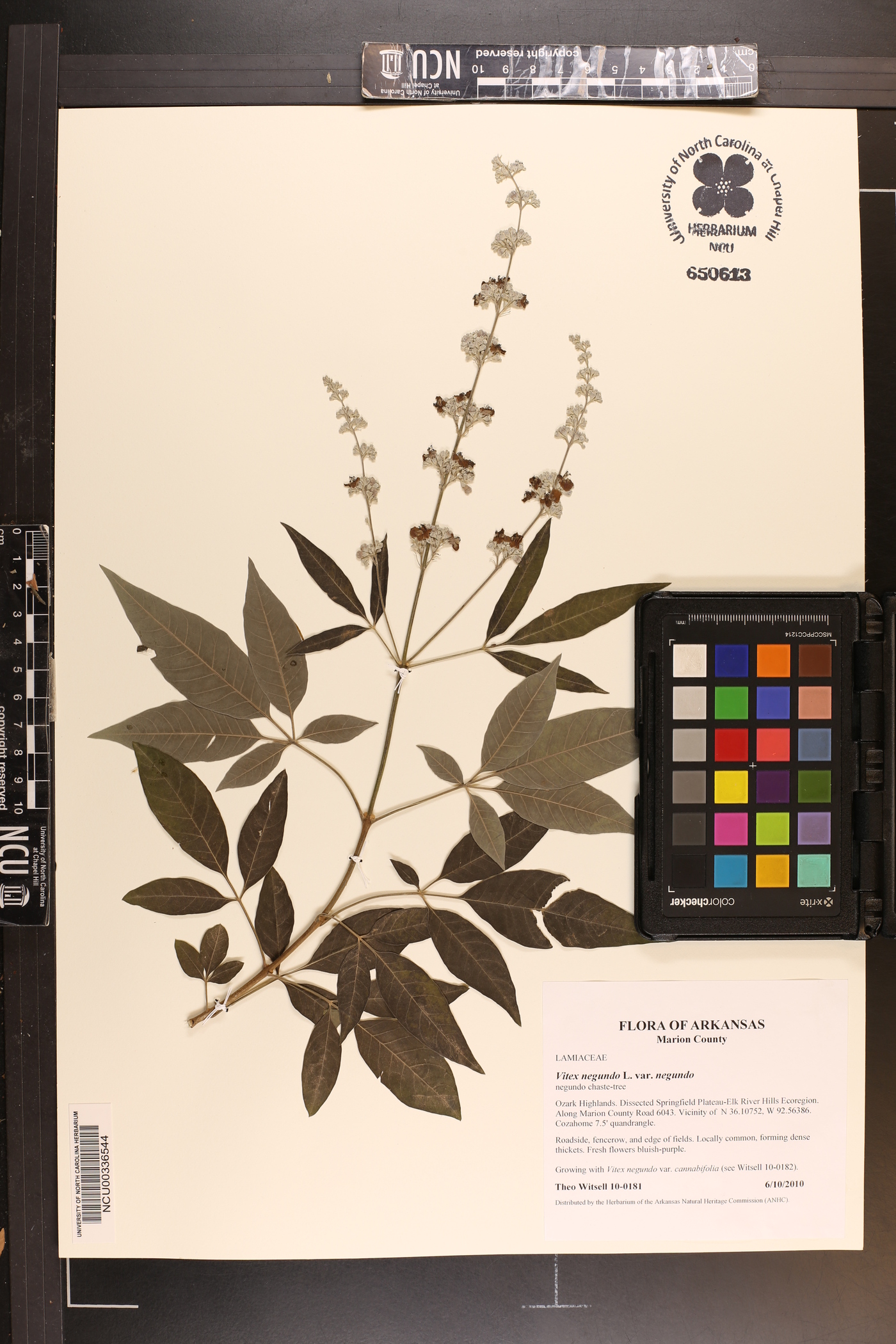 Vitex negundo var. negundo image