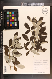 Vitex trifolia image
