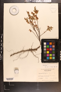 Vaccinium tenellum image