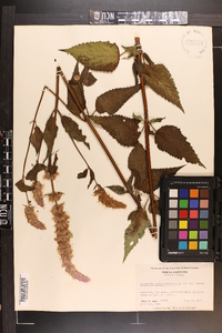 Agastache scrophulariifolia image